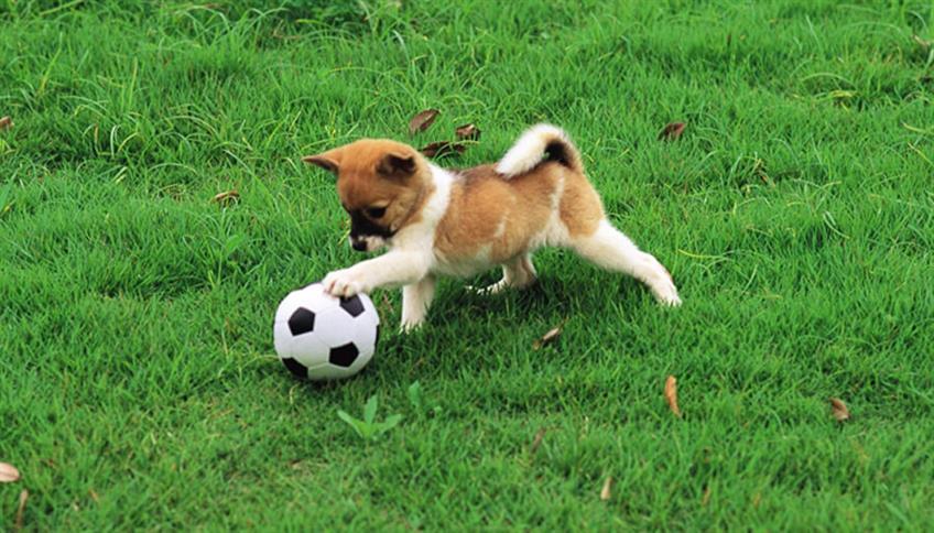 Fare movimento insieme al tuo cane Fare movimento insieme al tuo cane